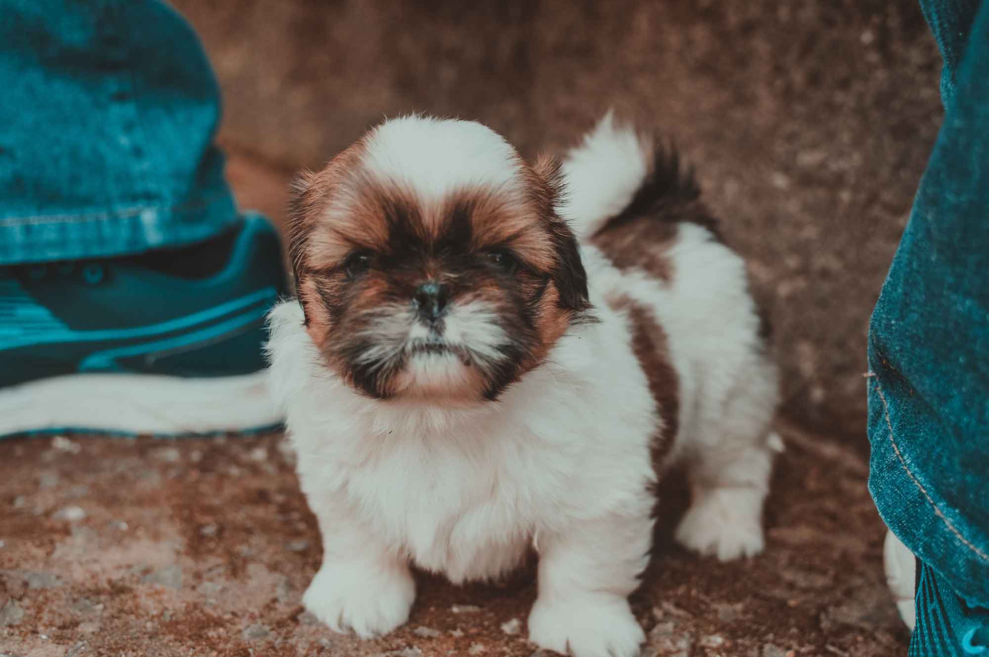 How To Potty Train A Shih Tzu Puppy Get It Right The