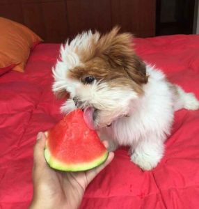 shih tzu eating watermelon