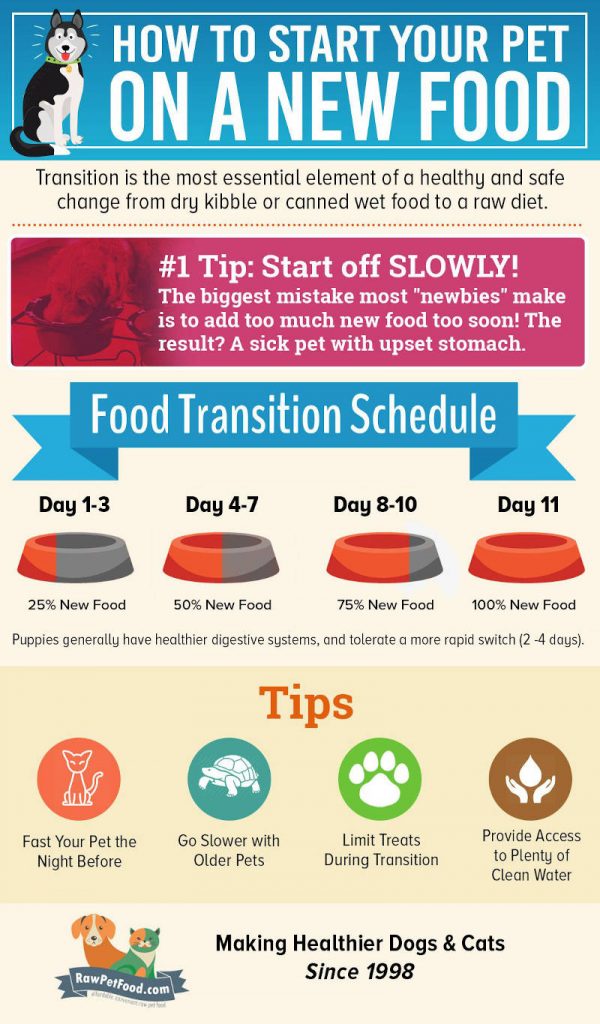 changing your dogs food infographic