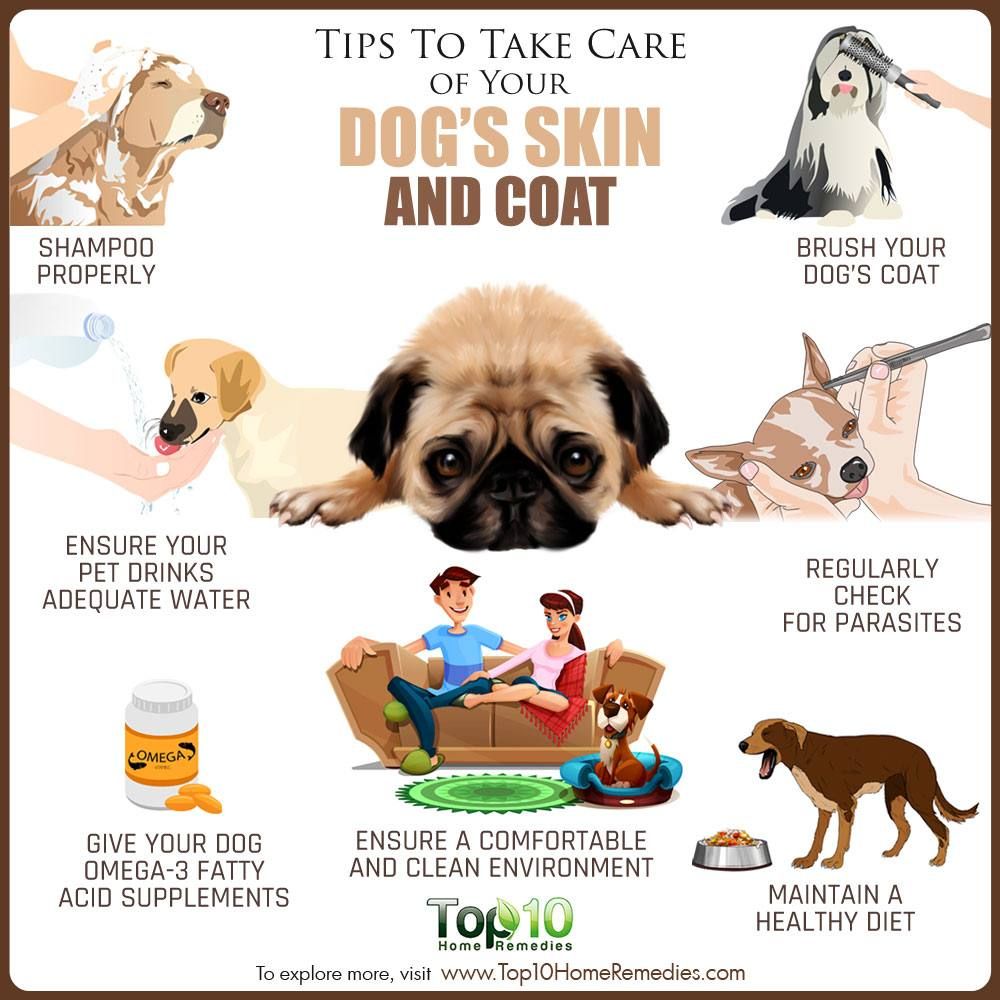 tips for a healthy dog coat infogrpahic