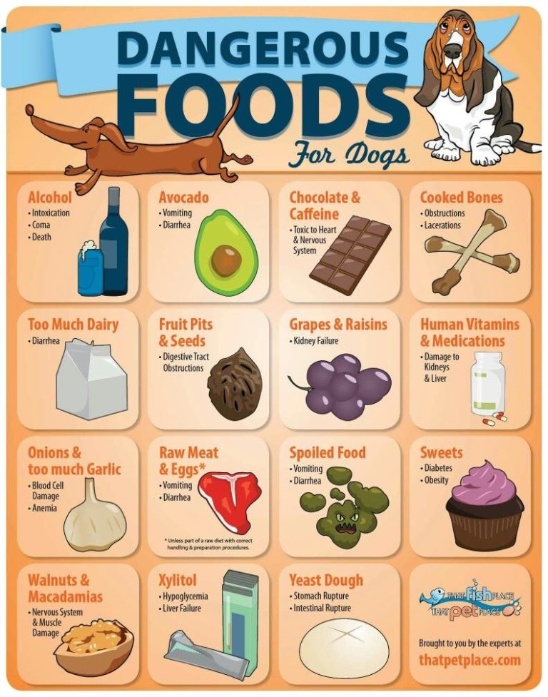 dangerous food for dogs chart