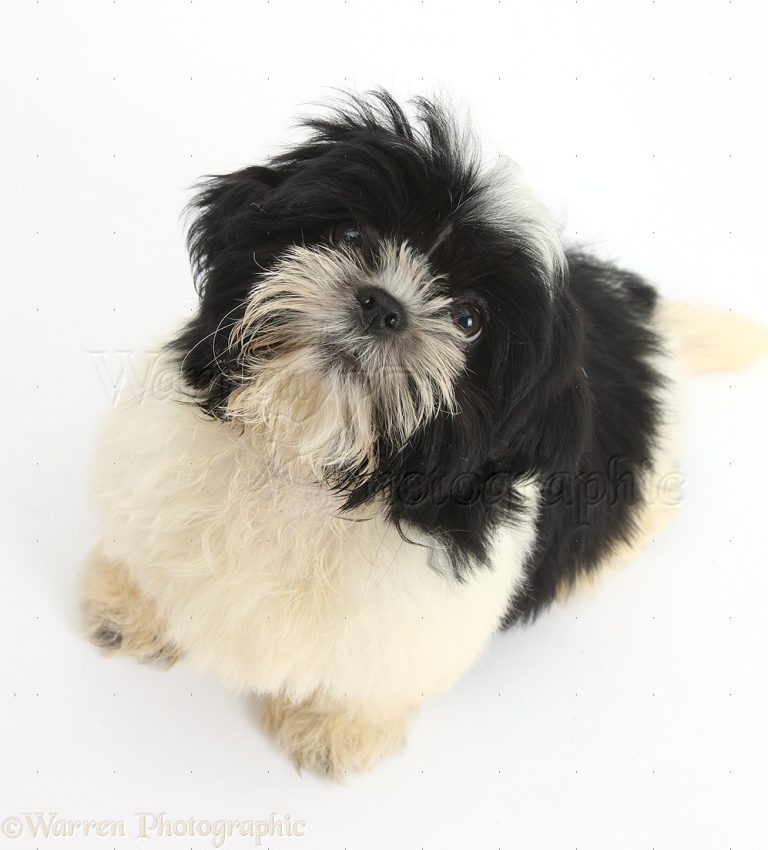 Black-and-white Shih-tzu pup looking up